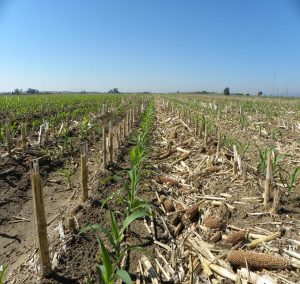 Corn in conservation tillage
