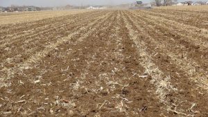 Photo of no-till versus conventional tillage